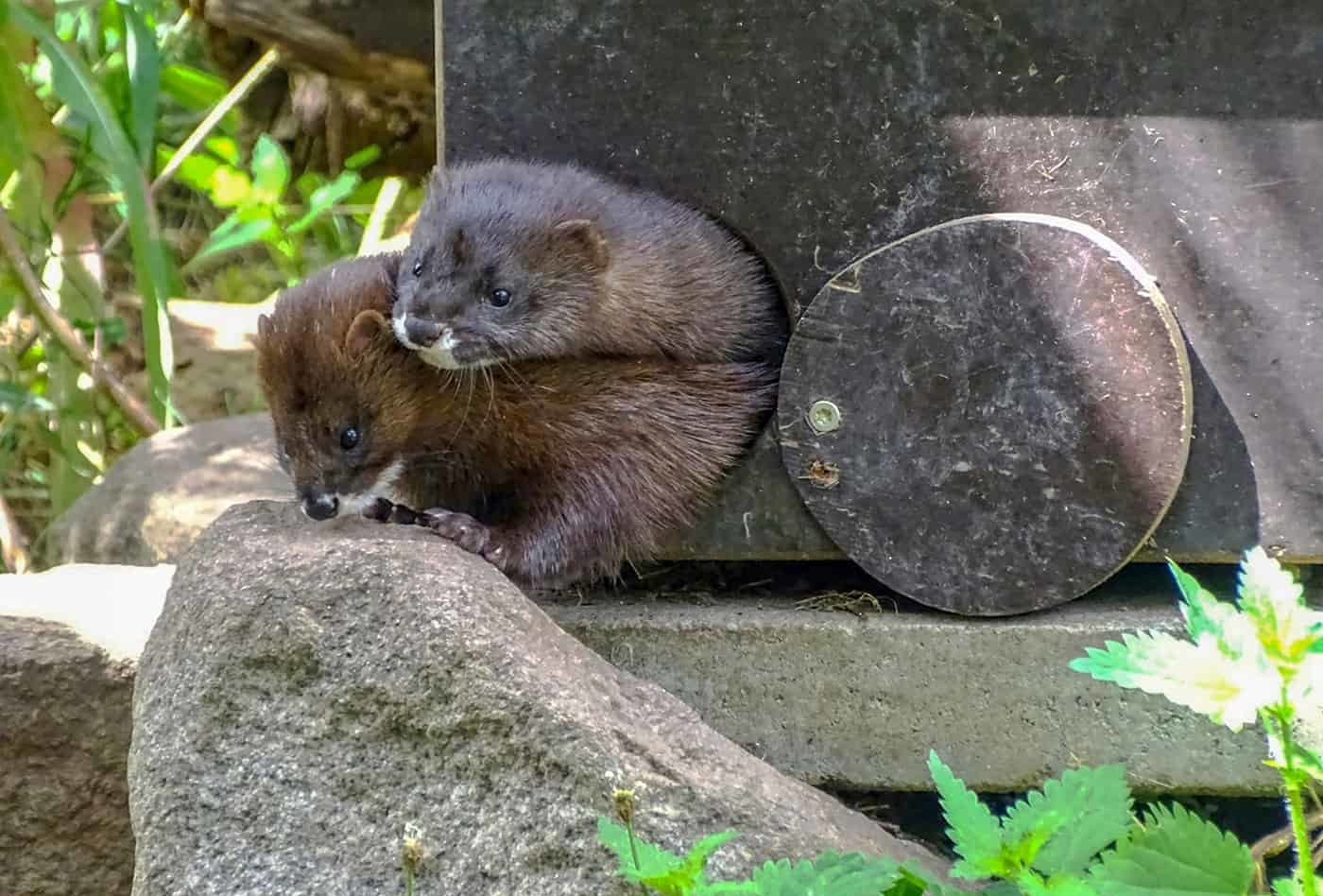 Europäischer Nerz im Zoo Heidelberg (Foto: Michael Glodschei/Zoo Heidelberg)