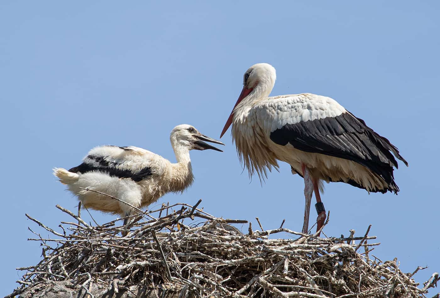 Weißstorch mit Nachwuchs