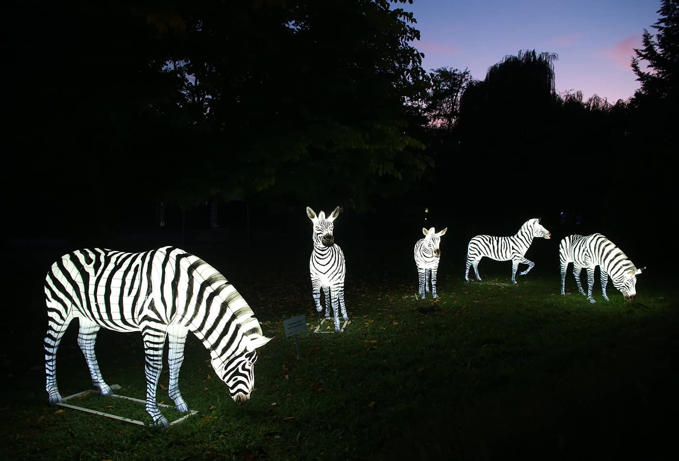 Heidelberger Zoo-Leuchten verlängert bis zum 29.11.2019 (Foto: Zoo Heidelberg)