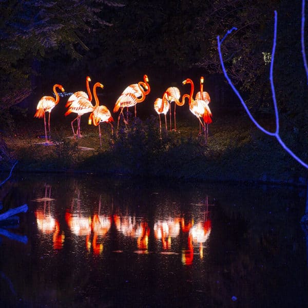Heidelberger Zoo-Leuchten Event Bild