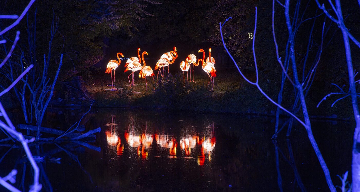 Heidelberger Zoo-Leuchten - Flamingosee (Foto: Zoo Heidelberg)