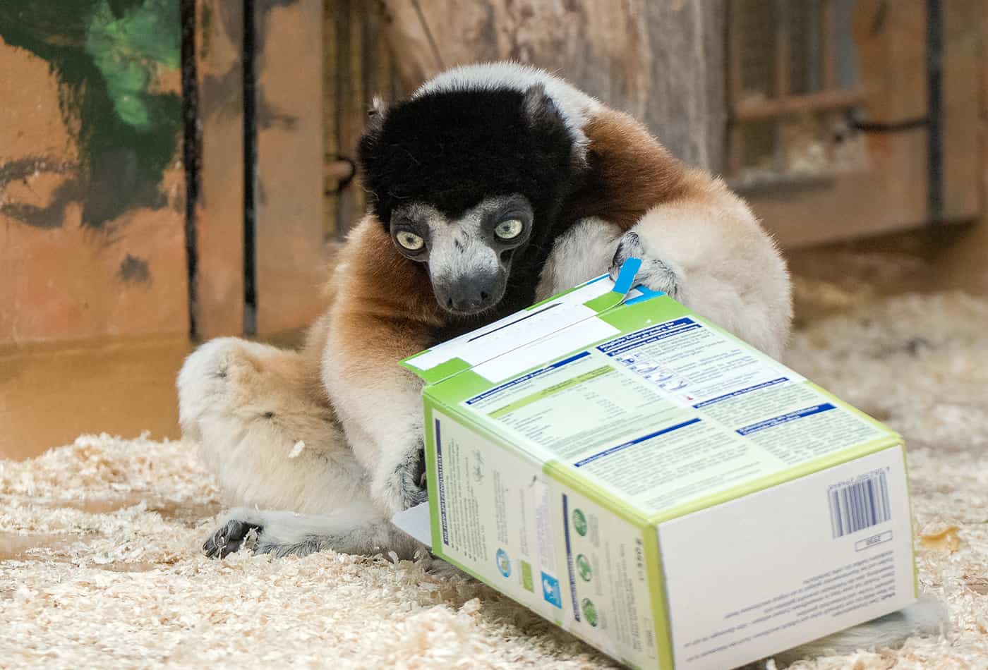 Ob sich die Tiere im Zoo Heidelberg auch in diesem Jahr über Geschenke freuen dürfen? Kronensifaka Daholo ist bereits auf der Suche nach kleinen Leckereien. (Foto: Susi Fischer/Zoo Heidelberg)