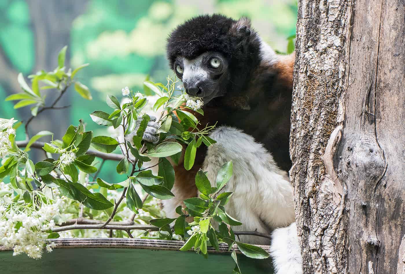 Tierpatenschaft als Weihnachtsgeschenk für den guten Zweck (Foto: Susi Fischer/Zoo Heidelberg)