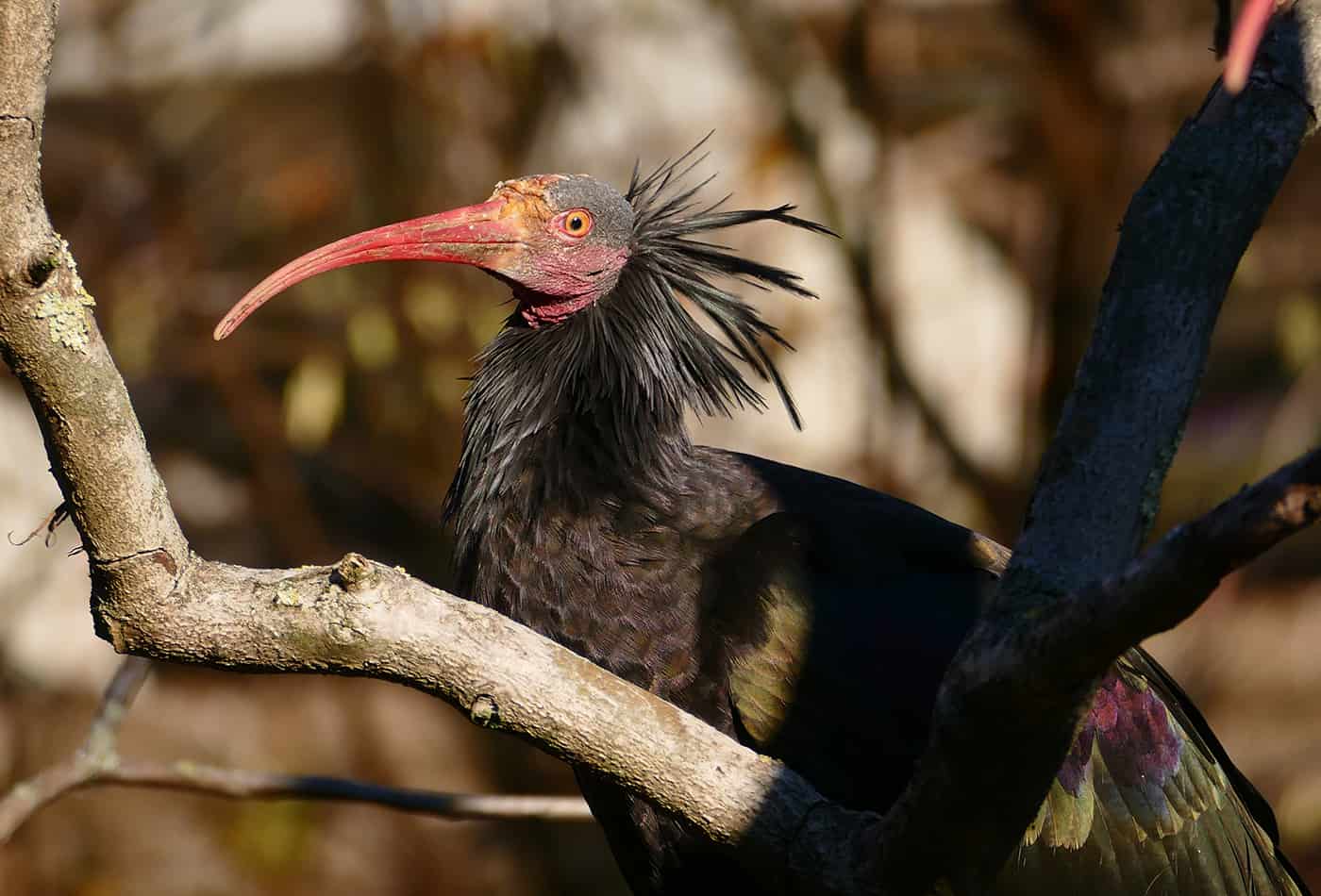 Der Waldrapp zählt zu den am stärksten bedrohten Vogelarten weltweit. (Foto: Petra Medan/Zoo Heidelberg)