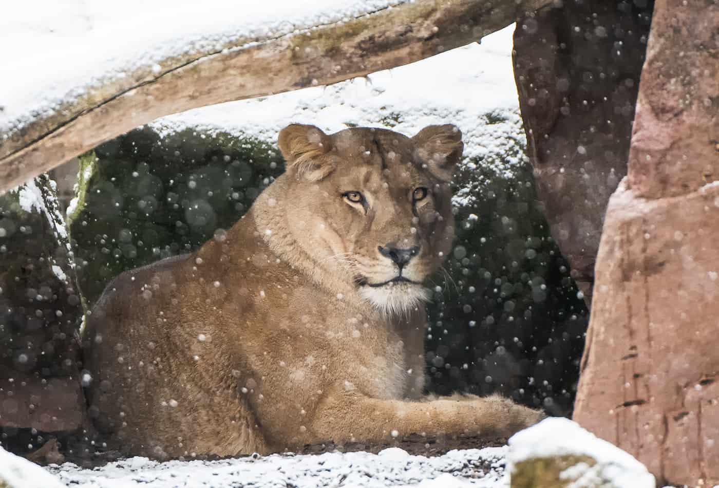 Weihnachten im Zoo Heidelberg (Foto: Susi Fischer)