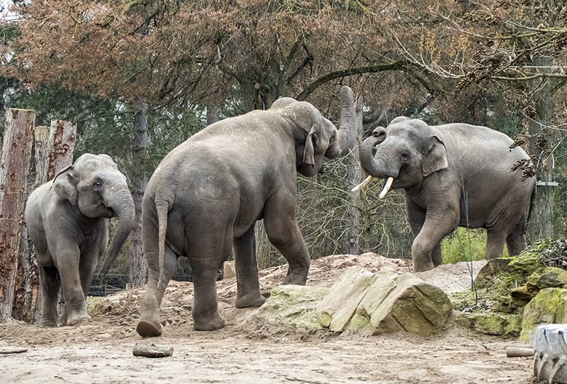 Asiatische Elefanten im Zoo Heidelberg