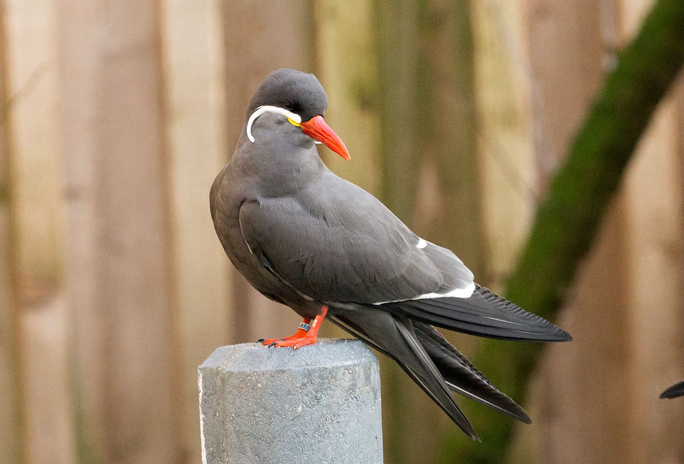 Inkaseeschwalbe im Zoo Heidelberg (Foto: Frederik Linti)