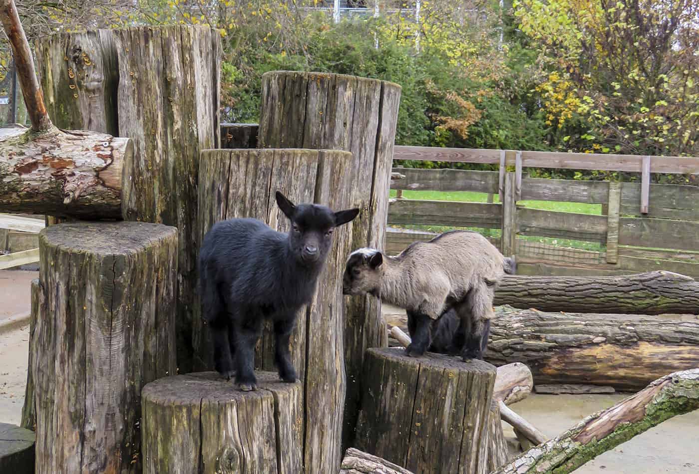 Zwergziegen im Zoo Heidelberg (Foto: Zoo Heidelberg)