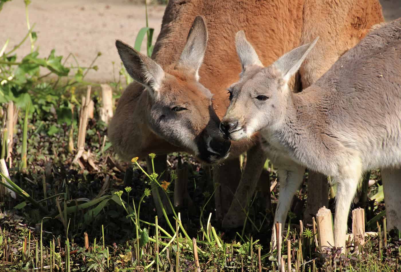 Rotes Riesenkänguru im Zoo Heidelberg (Foto: Petra Medan)