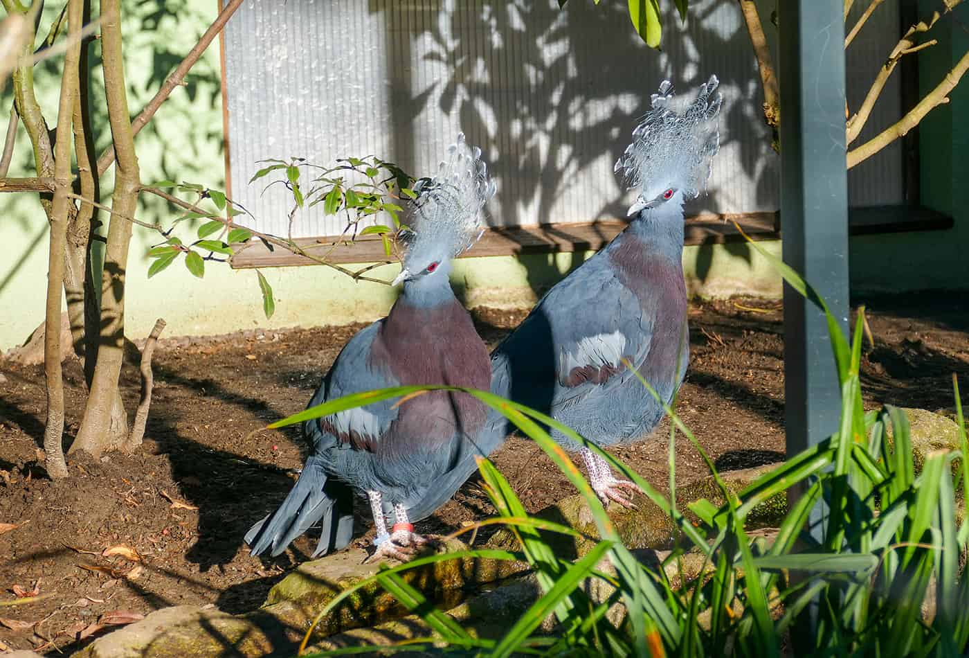 Viktoria-Krontauben (Foto: Heidrun Knigge/Zoo Heidelberg)