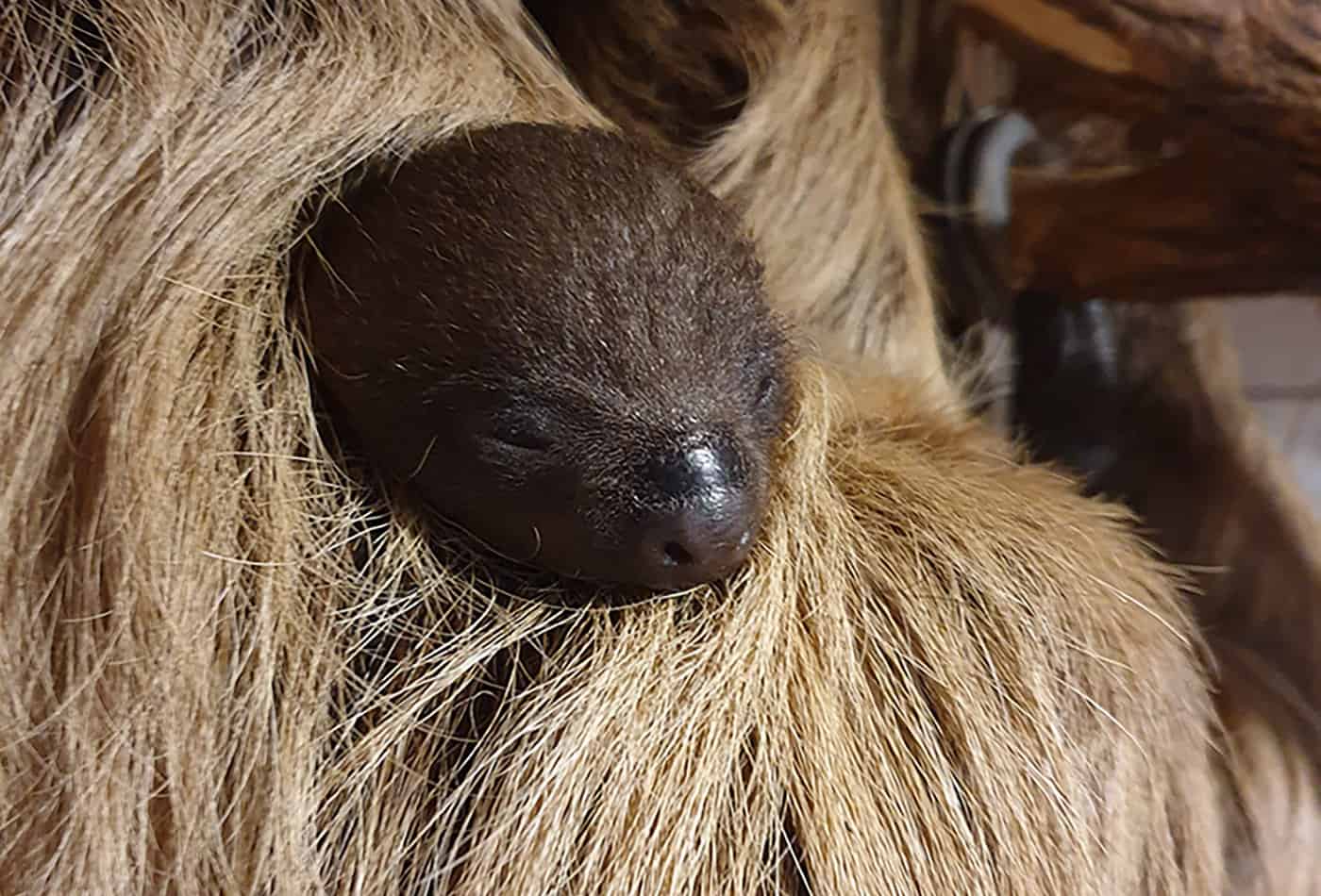 Faultierbaby im Zoo Heidelberg (Foto: Zoo Heidelberg)