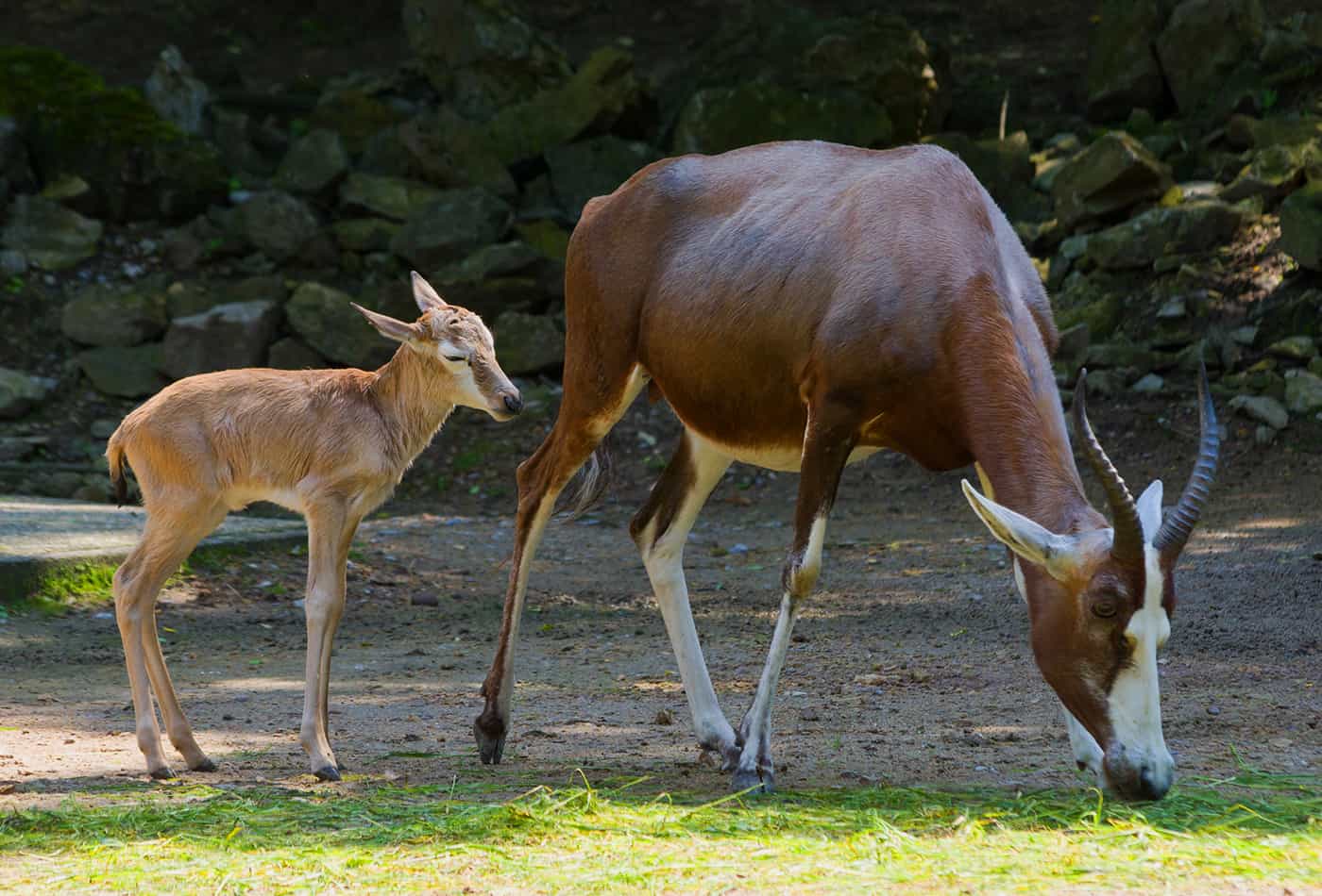 Mutter-Kind-Tag im Zoo Heidelberg (Foto: hEidrun Knigge/Zoo Heidelberg)