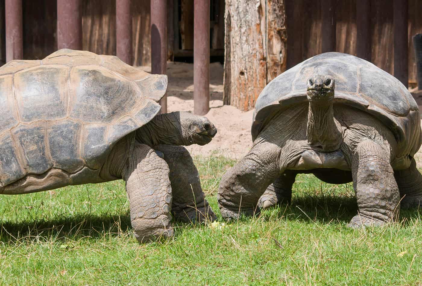 Riesenschildkröte am Oma-Opa-Enkeltag (Foto: Heidrun Knigge/Zoo Heidelberg)