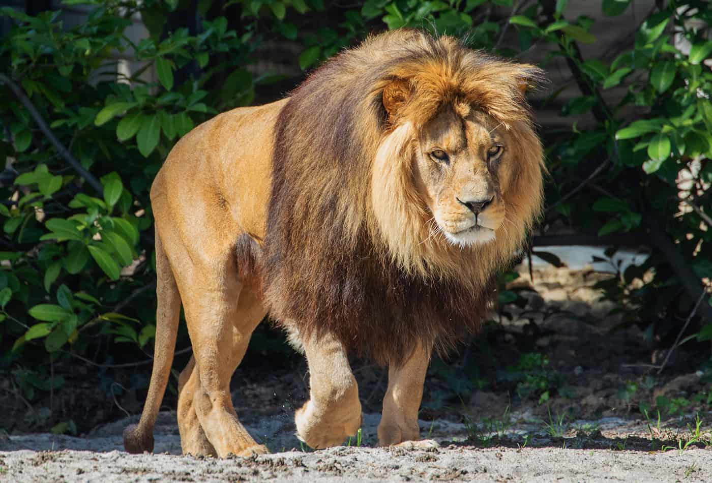 Vater-Kind-Tag im Zoo Heidelberg (Foto: Petra Stein/Zoo Heidelberg)