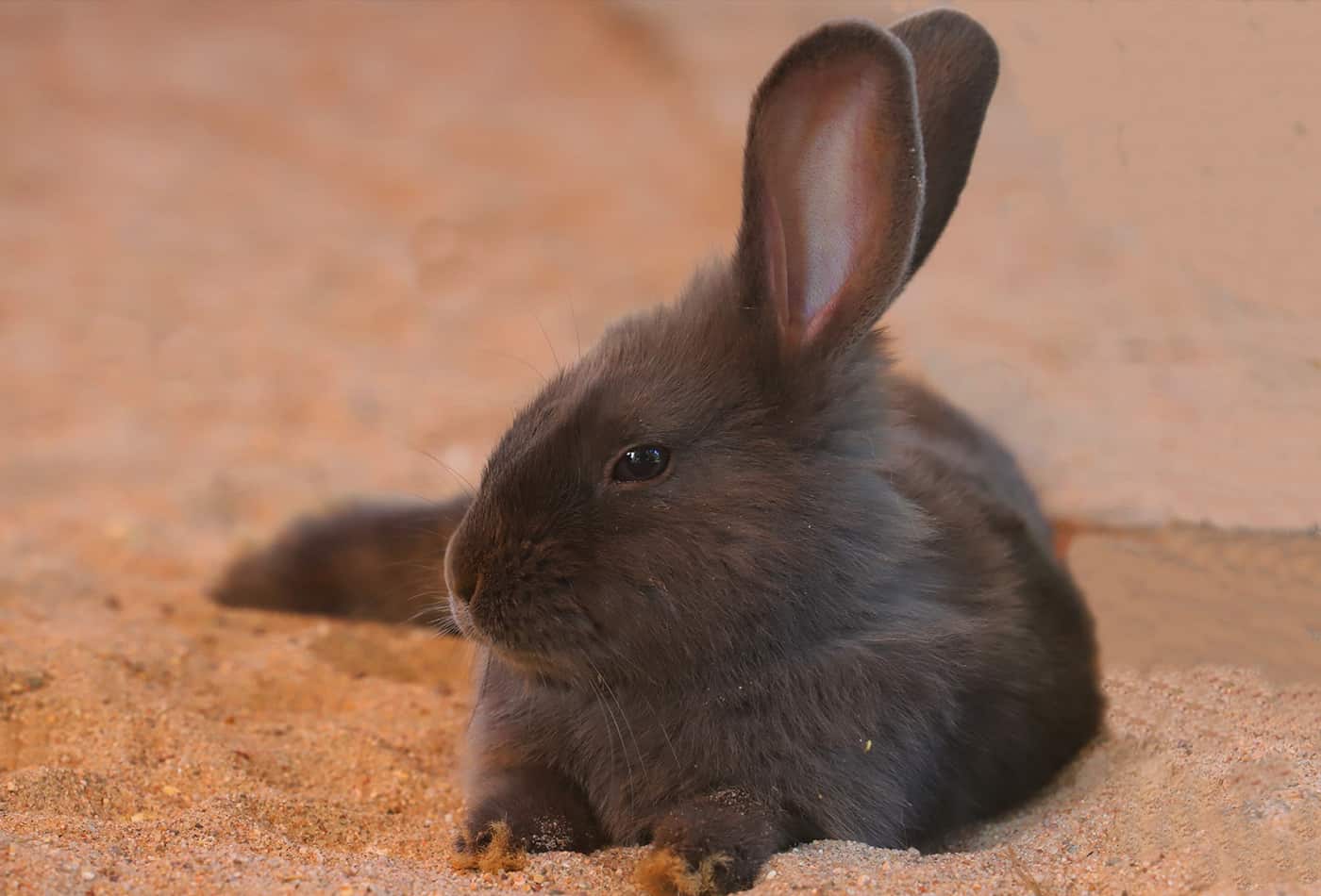 Zoo-Ostern (Foto: Gerd Löwenbrück)