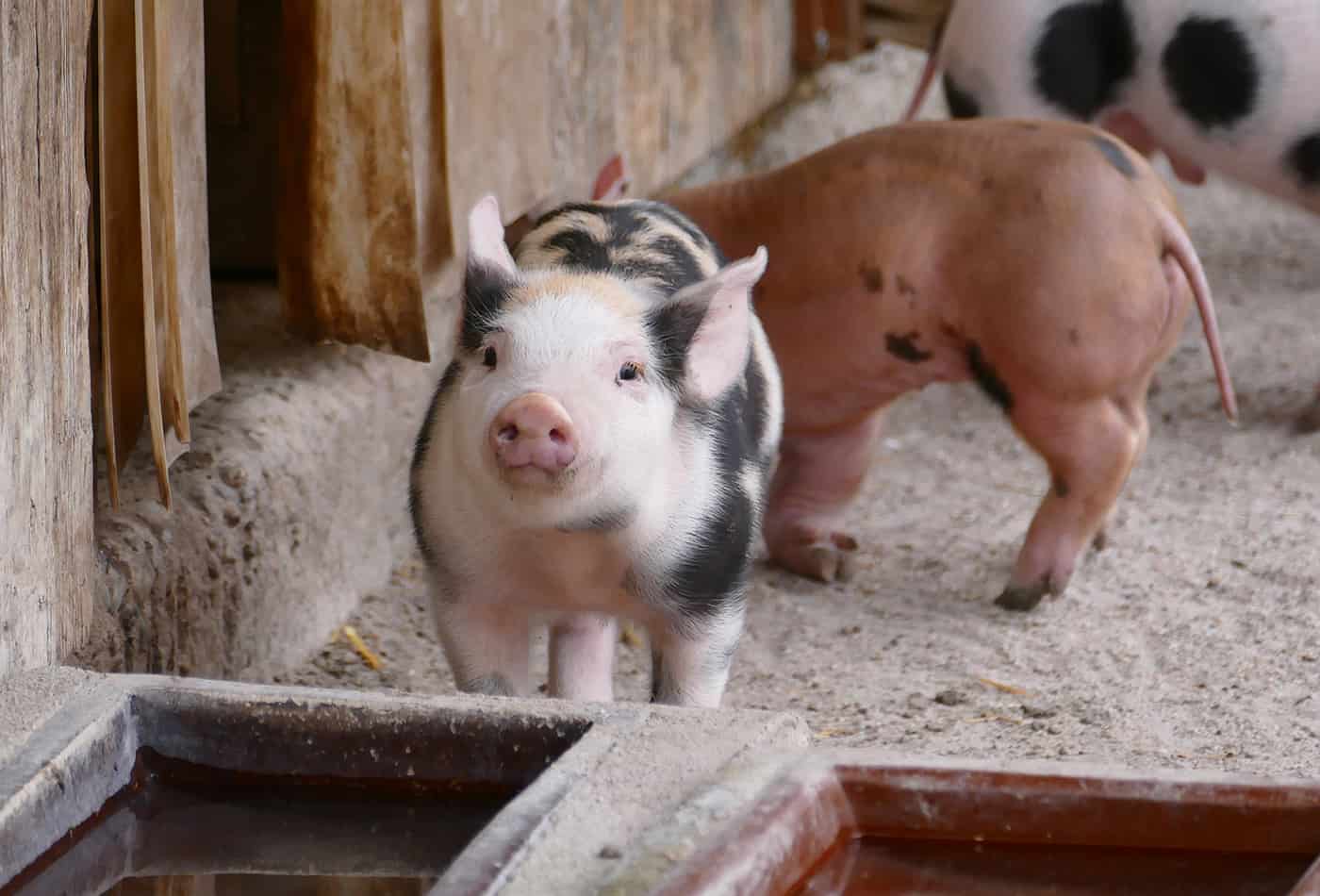 Ferkel im Zoo Heidelberg (Foto: Petra Medan/Zoo Heidelberg)