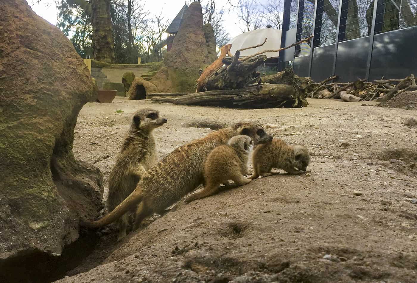 Erdmännchen-Nachwuchs im Zoo Heidelberg (Foto: Zoo Heidelberg)