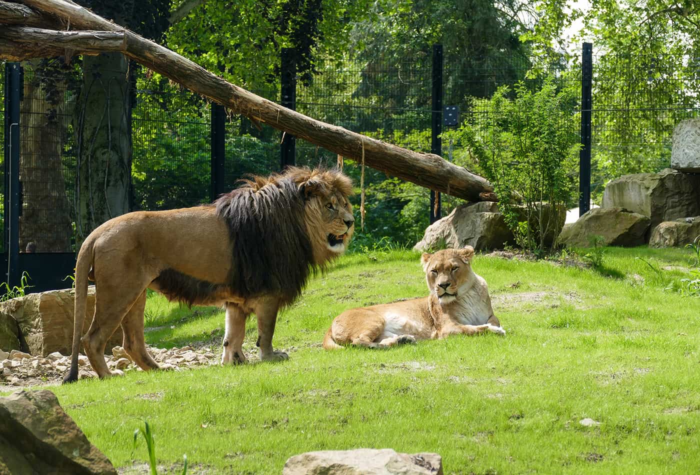 Zoo Heidelberg Startseite Zoo Heidelberg Startseite