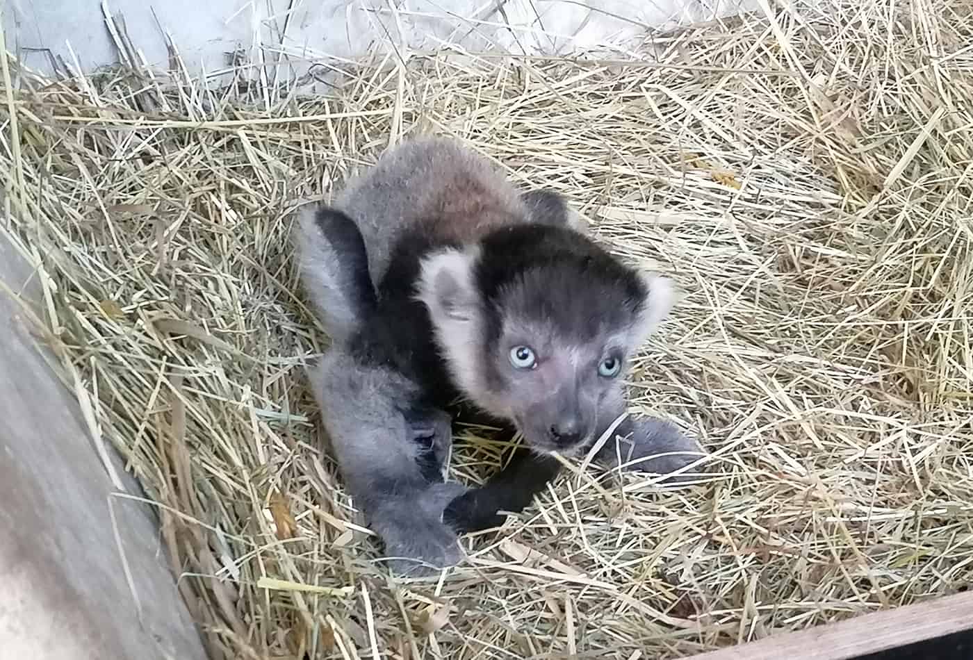 Gürtelvari-Jungtier im Zoo Heidelberg (Foto: Zoo Heidelberg)