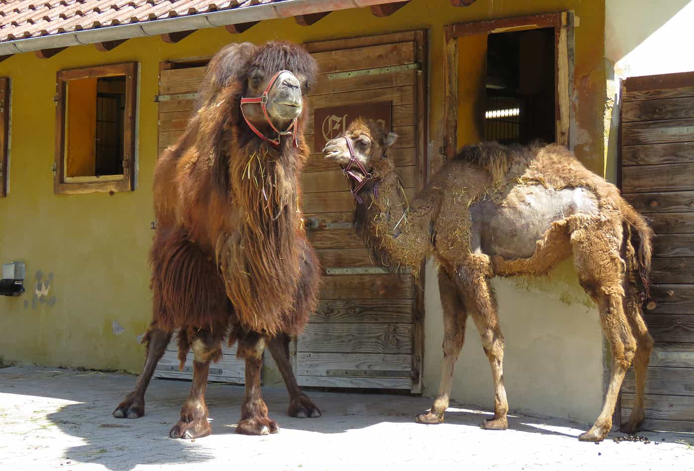 Trampeltiere im Zoo Heidelberg (Foto: Zoo Heidelberg)