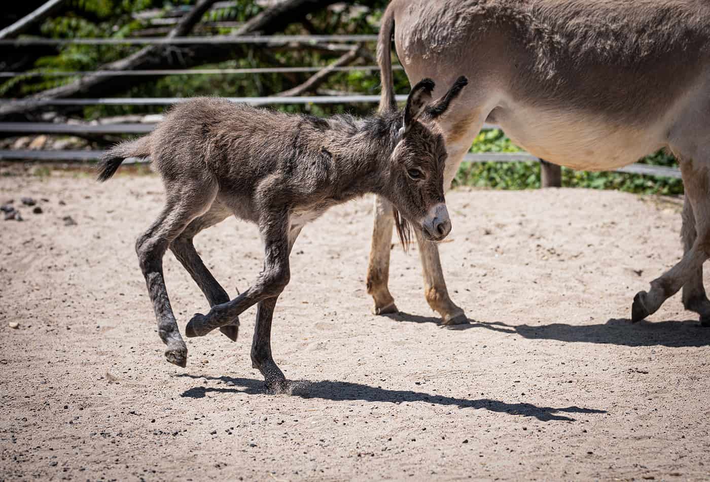 Eselnachwuchs im Zoo Heidelberg (Foto: Zoo Heidelberg)