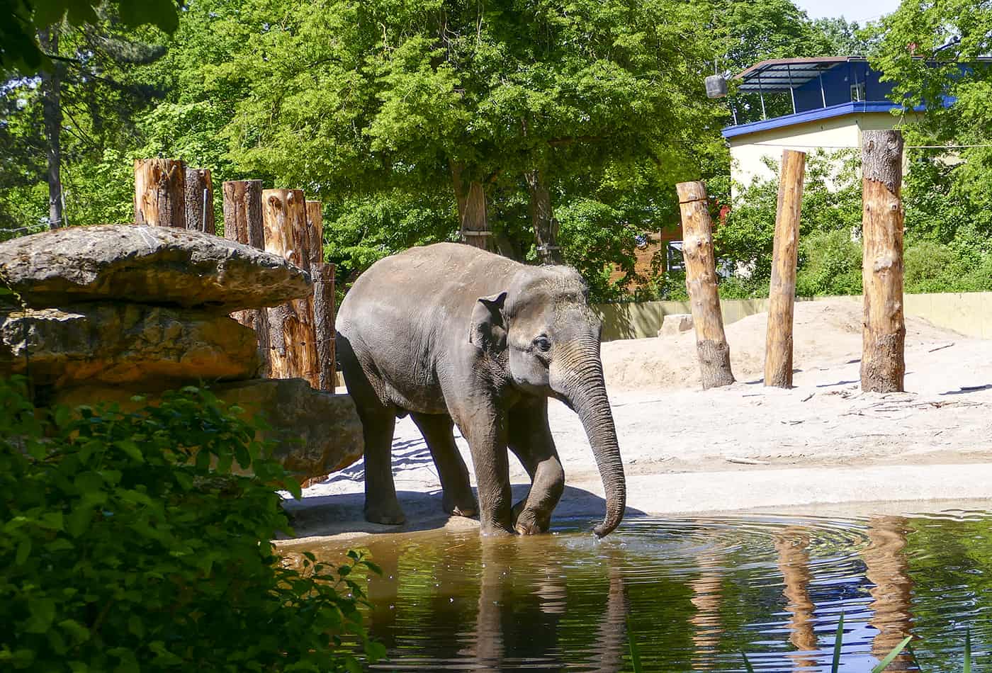 Elefant im Zoo Heidelberg (Foto: Petra Medan/Zoo Heidelberg)