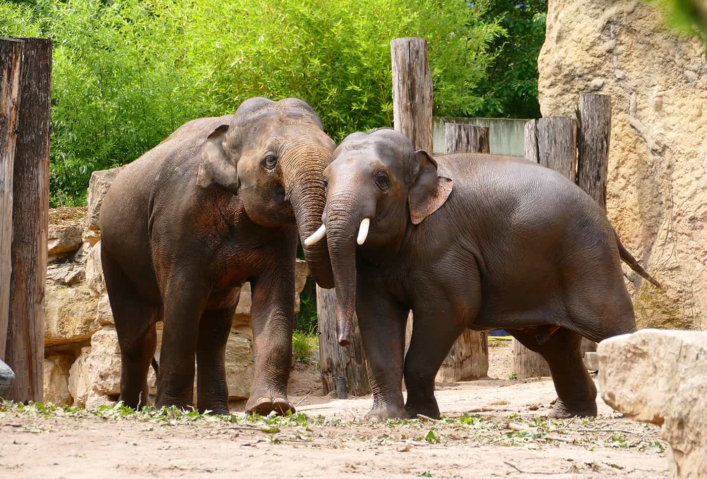 Elefanten im Zoo Heidelberg (Foto: Petra Medan)