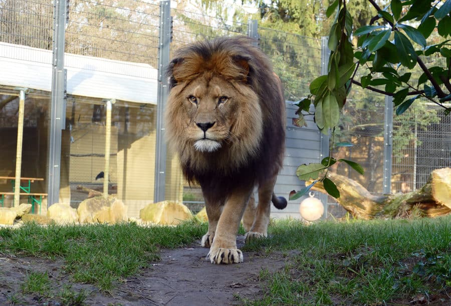 Studie zur Beliebtheit von Zoos in Deutschland