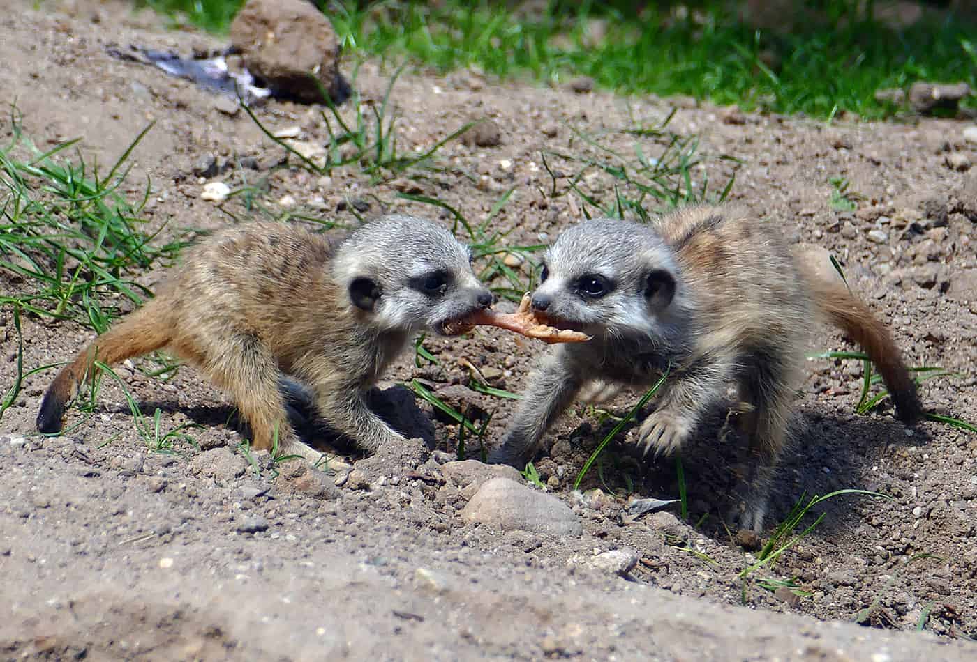 Erdmännchen im Zoo (Foto: Petra Medan/Zoo Heidelberg)