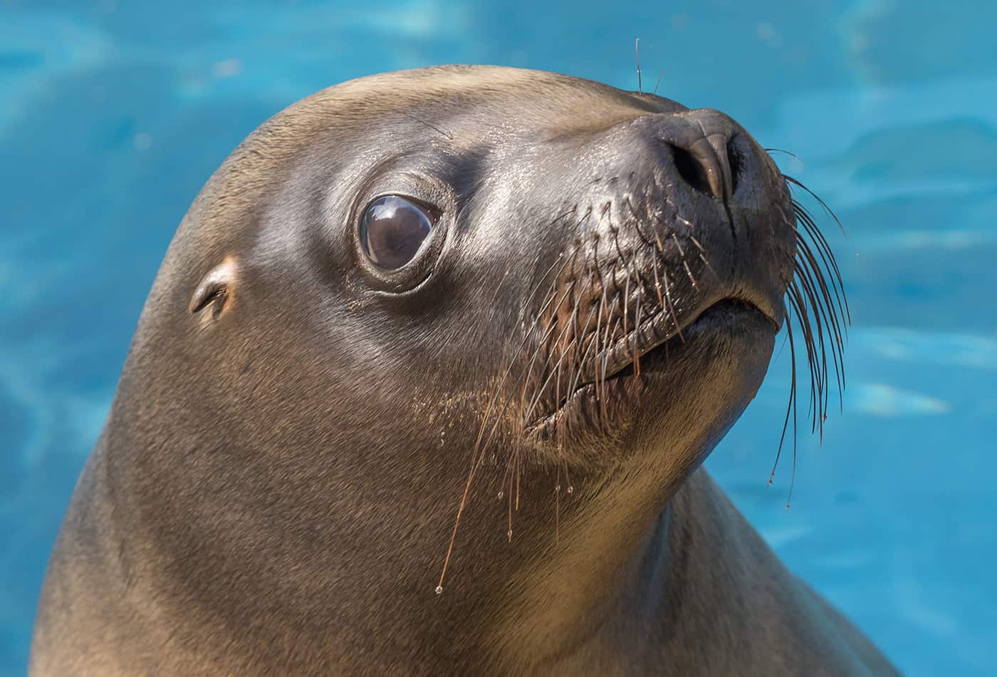 Mähnenrobbe im Zoo Heidelberg (Foto: Zoo Heidelberg)