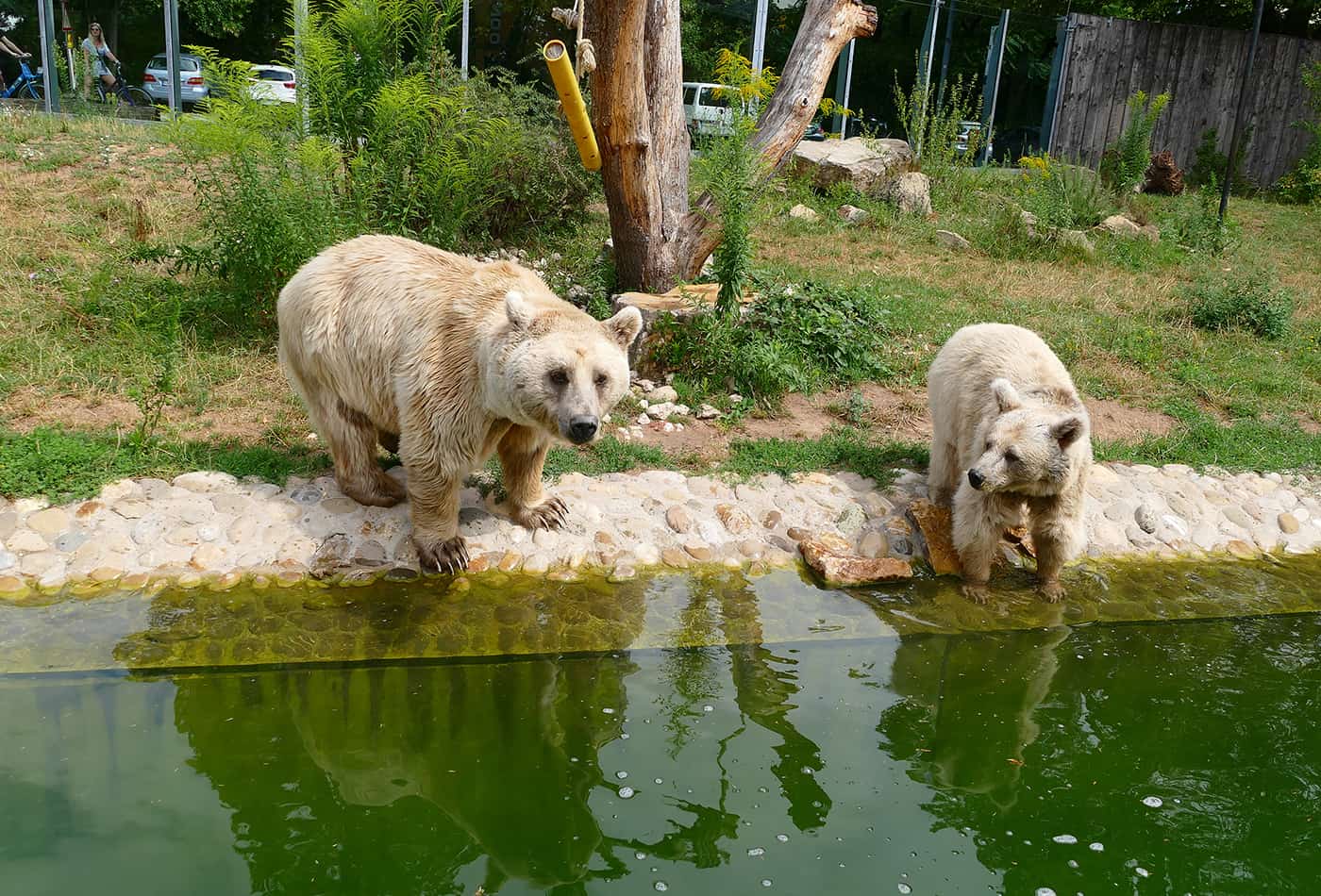 Syrische Braunbären im Zoo Heidelberg (Foto: Petra Medan/Zoo Heidelberg)