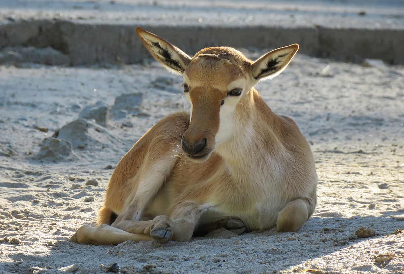 Blessbock-Jungtier im Zoo Heidelberg (Foto: Zoo Heidelberg)