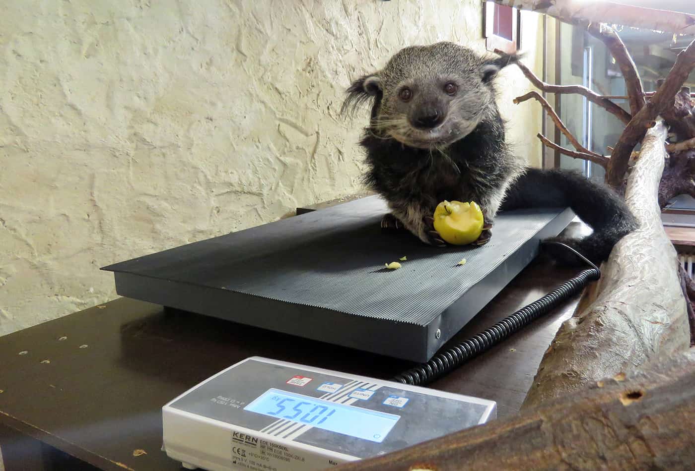 Eine großzügige Spende der Sparkasse Heidelberg ermöglichte die Anschaffung einer mobilen Waage zur Gewichtskontrolle unterschiedlicher Zootiere. Auf dem Foto ist die Waage bei den Binturongs im Einsatz. (Foto: Zoo Heidelberg)