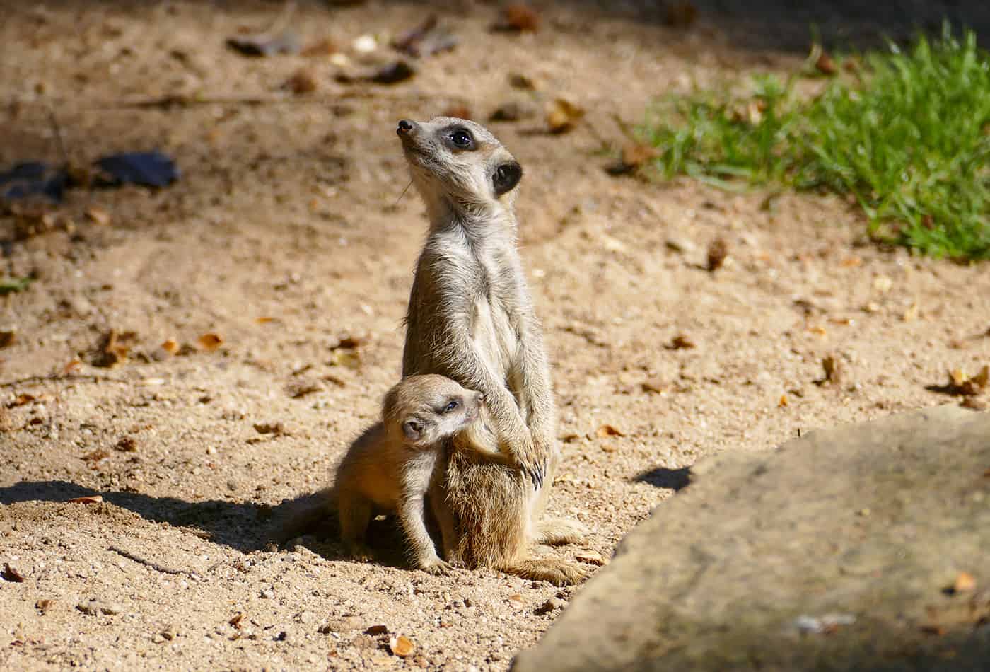 Erdmännchen im Zoo (Foto: Petra Medan/Zoo Heidelberg)