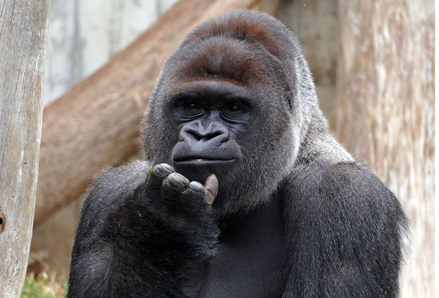 ür die Heidelberger Gorilla-Gruppe um Silberrücken Bobo soll eine neue Außenanlage gebaut werden. (Foto: Zoo Heidelberg)