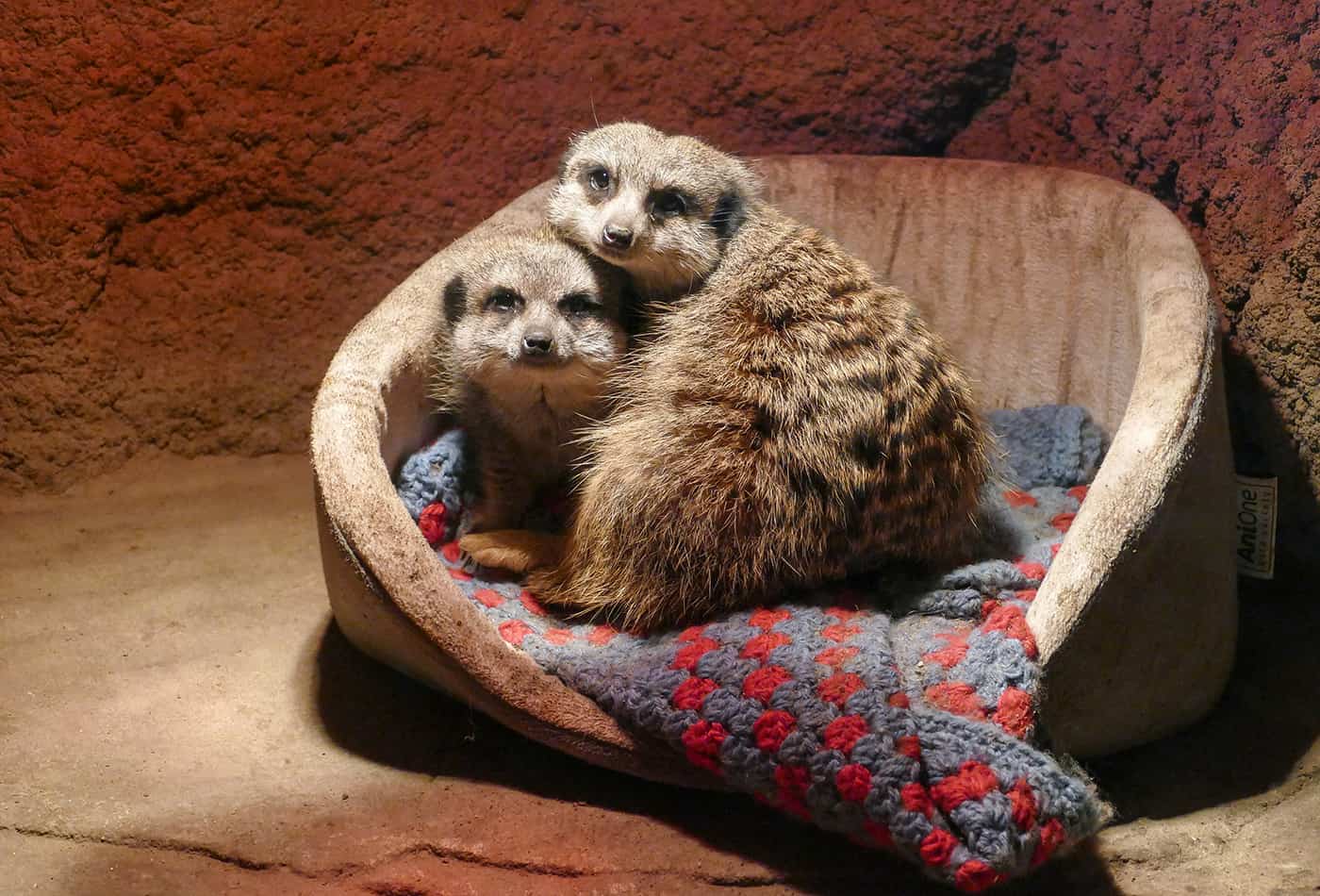 Für die Erdmännchen-Familie im Zoo Heidelberg haben die Tierpfleger ein neues Körbchen auf die Weihnachts-Wunschliste gesetzt. (Foto: Heidrun Knigge/Zoo Heidelberg)