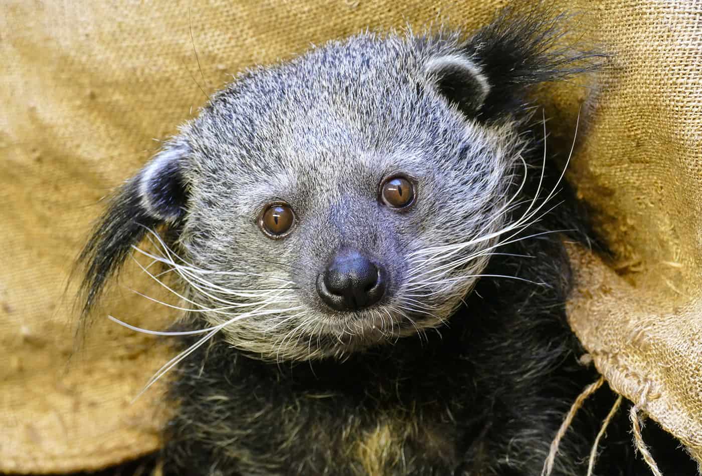 Binturong im Zoo Heidelberg (Foto: Heidrun Knigge/Zoo Heidelberg)