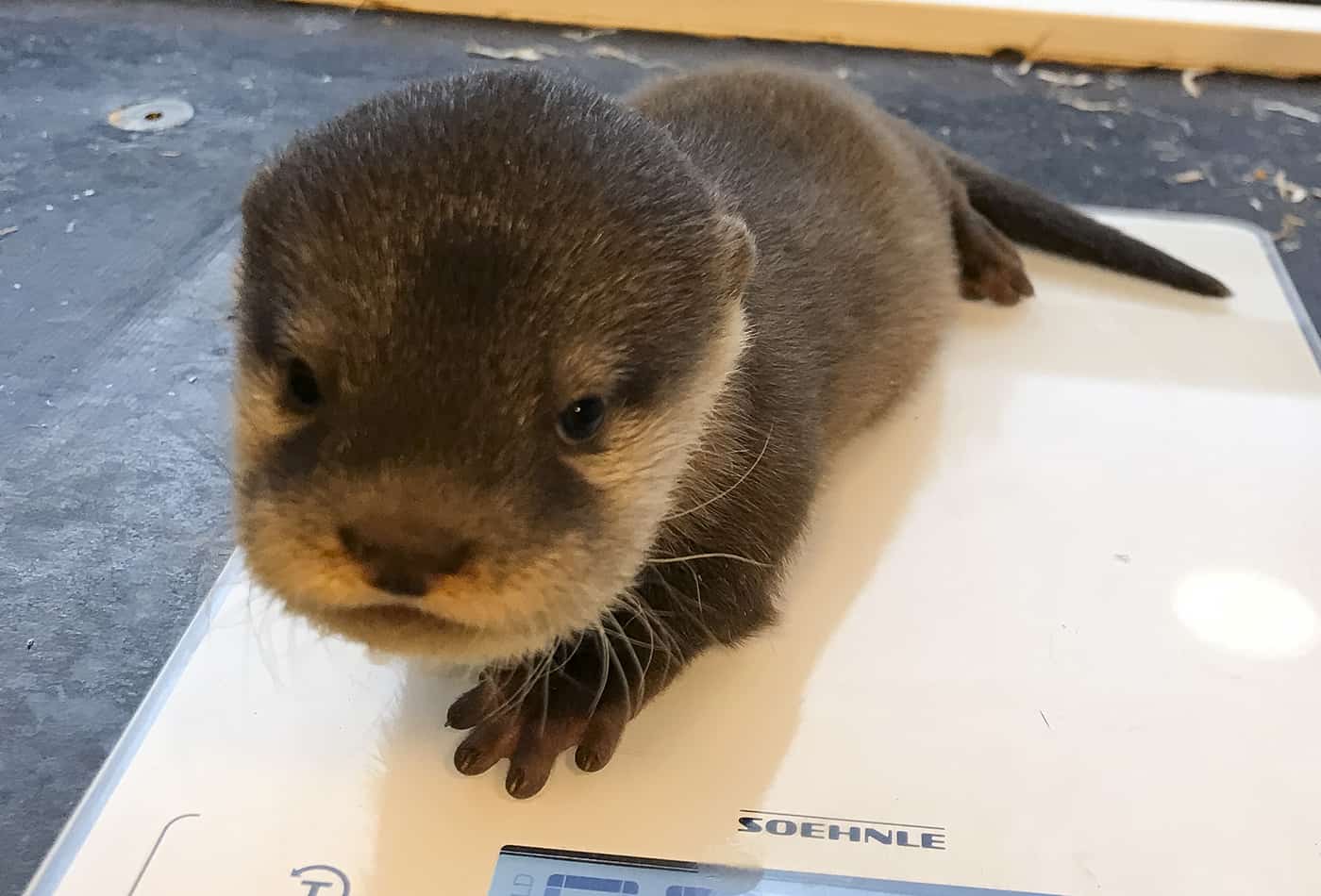 Alles gesund: Bei der ersten tierärztlichen Untersuchung wurde ebenfalls das Geschlecht der drei Otter-Welpen festgestellt. Es sind zwei Männchen und ein Weibchen.