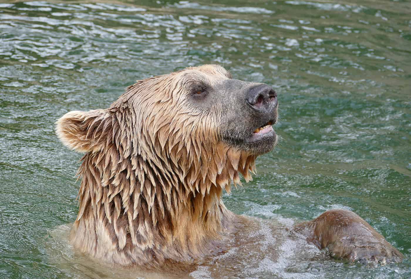 Syrischer Braunbär im Zoo Heidelberg gestorben (Foto: Zoo Heidelberg)