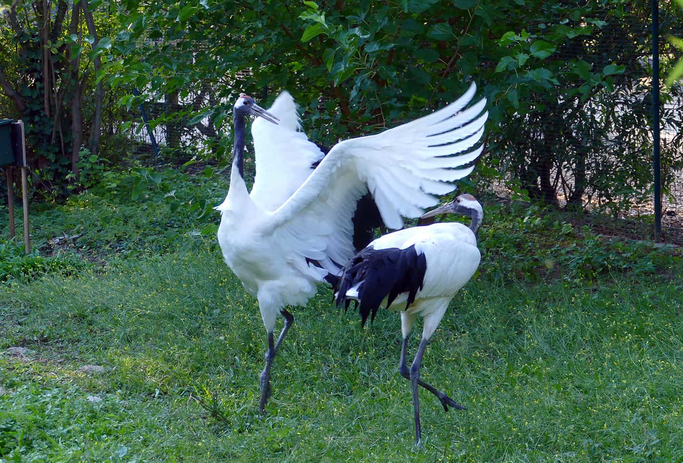 Kraniche im Zoo Heidelberg (Foto: Petra Medan/Zoo Heidelberg)