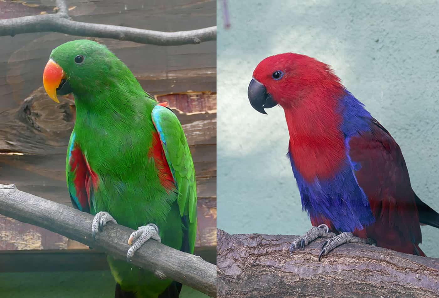 Edelpapagei im Zoo Heidelberg (Foto: Zoo Heidelberg)