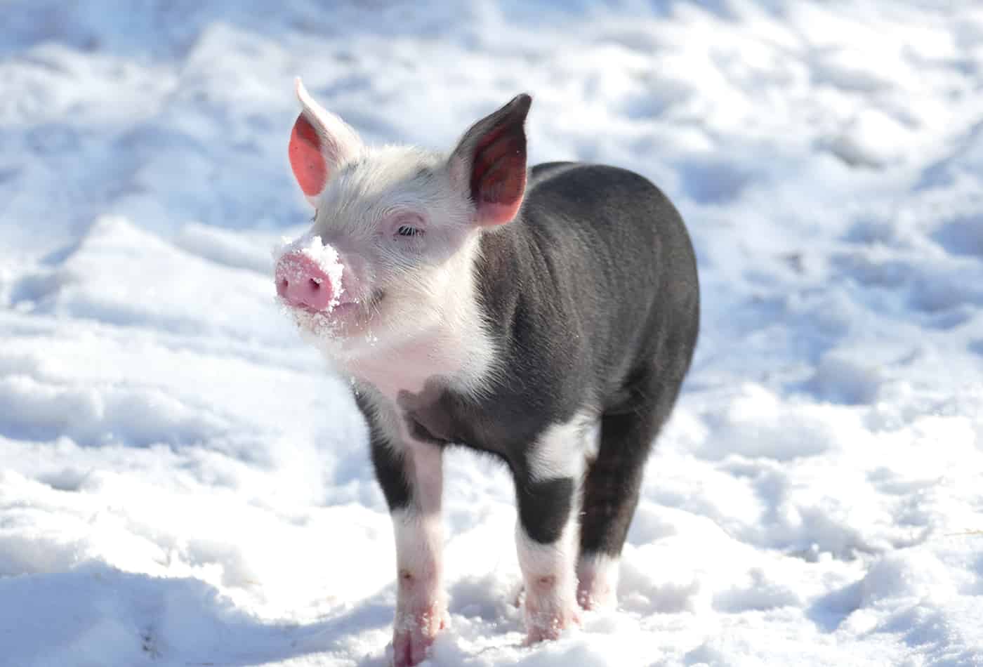 Ferkel im Schnee (Foto: Heidrun Knigge)