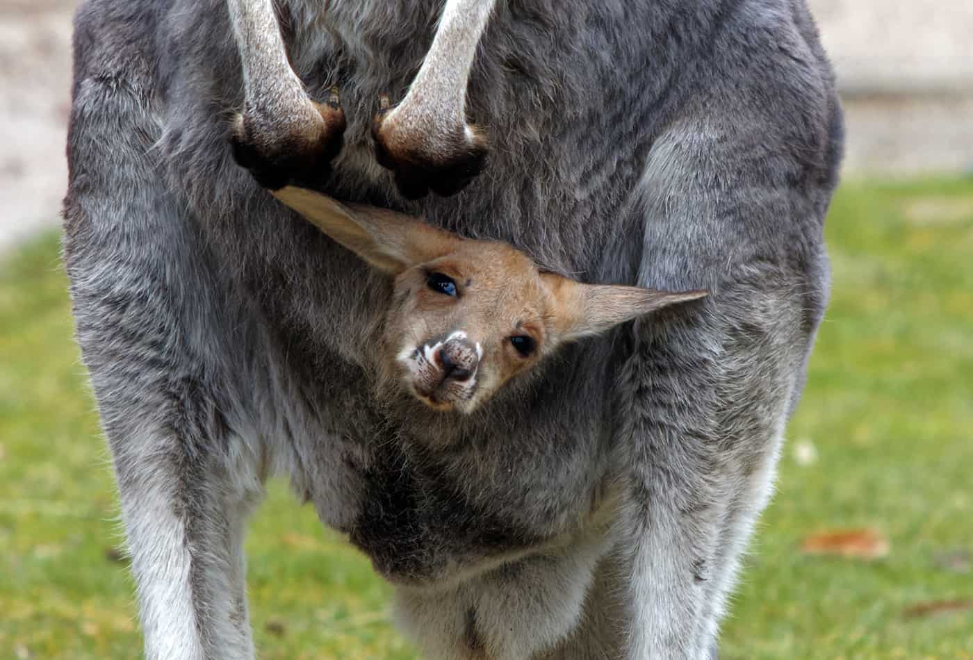 Junges Känguru guckt aus dem Beutel (Foto: K.W./Zoo Heidelberg)