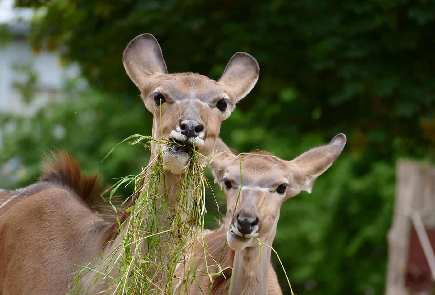 Neugierig wie die beiden Kudus: Ferienprogramme, Workshops & Co. sorgen auch in diesem Jahr im Zoo Heidelberg für Abwechslung. (Foto: Petra Medan/Zoo Heidelberg)