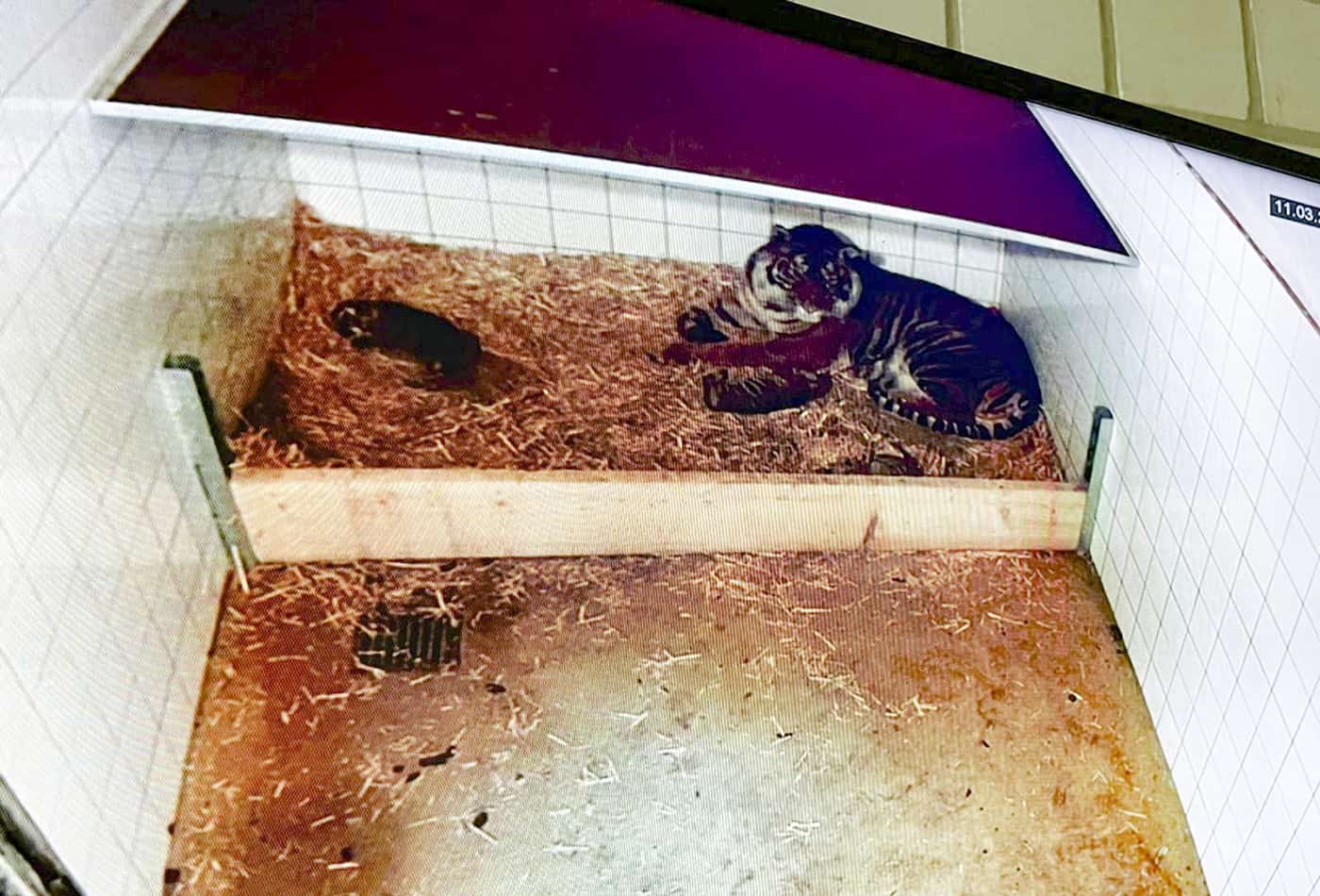 Tigernachwuchs im Zoo Heidelberg (Foto: Zoo Heidelberg)