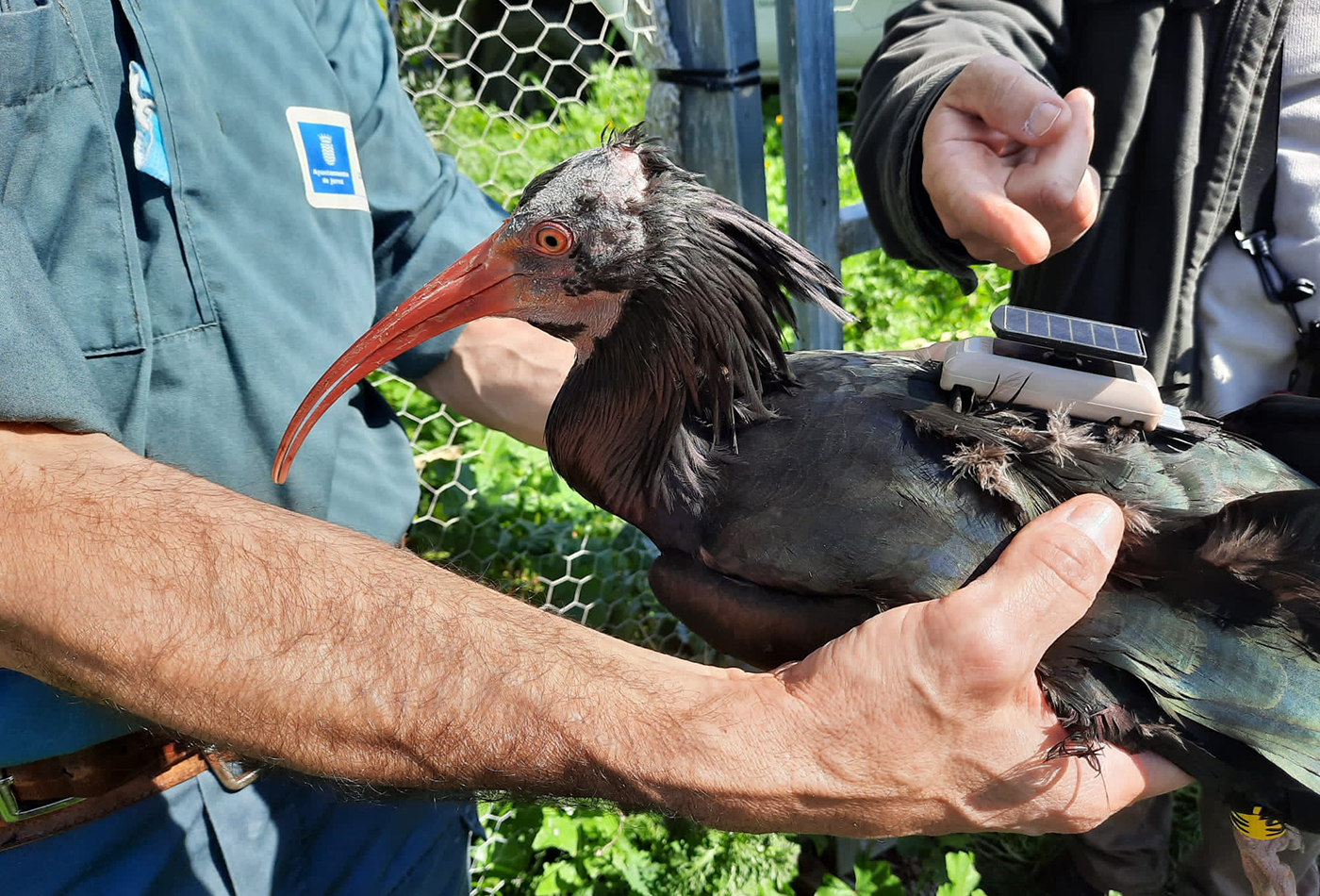 Waldrapp mit Peilsender vor der Auswilderung