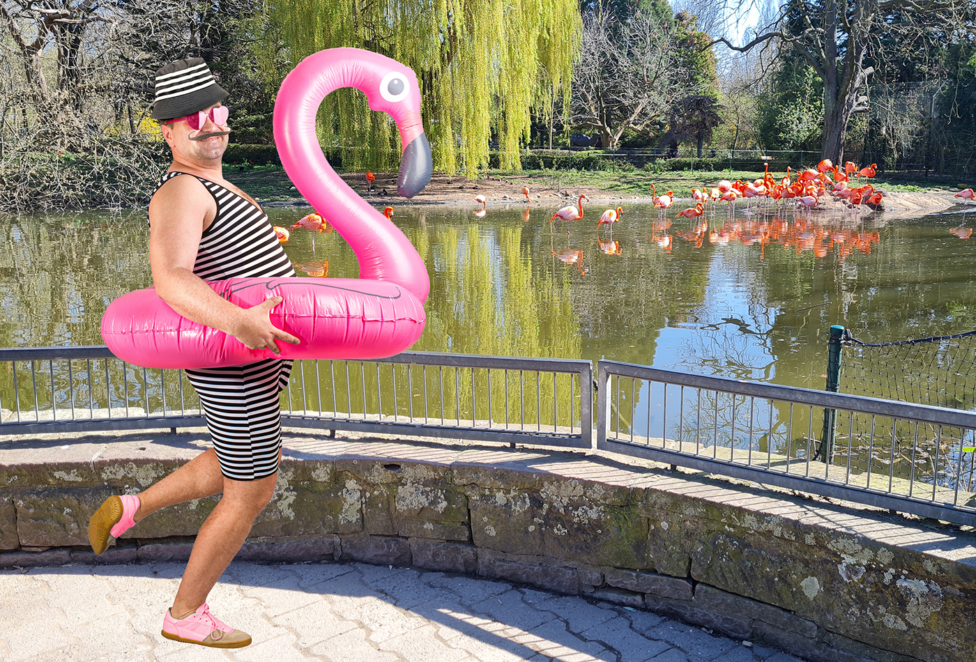 Flavio Amingo trainiert mit den Flamingos im Zoo Heidelberg