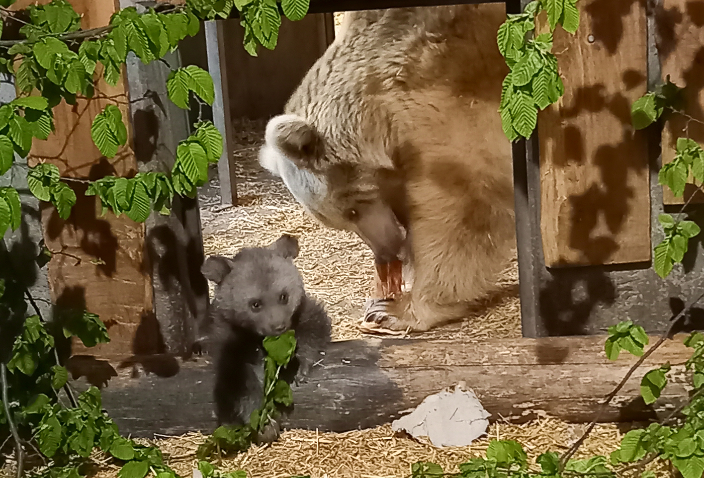 Nachwuchs bei den Syrischen Braunbären (Foto: Zoo Heidelberg)