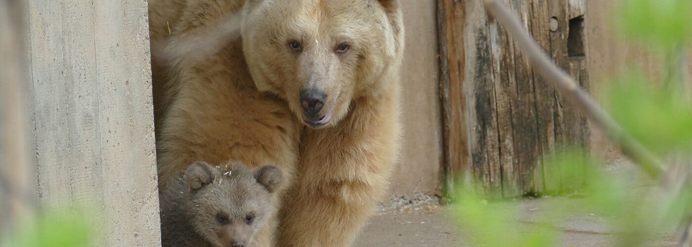 Bären-Nachwuchs Merle zeigt sich auf der Außenanlage (Foto: Heidrun Knigge/Zoo Heidelberg)