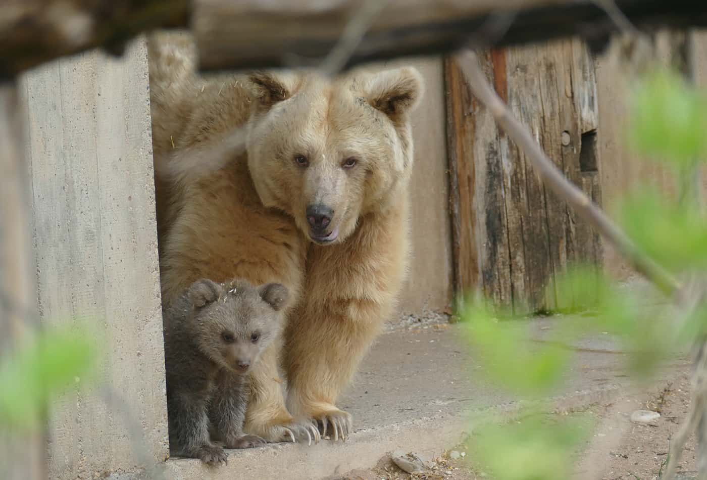 Bären-Nachwuchs Merle zeigt sich auf der Außenanlage (Foto: Heidrun Knigge/Zoo Heidelberg)